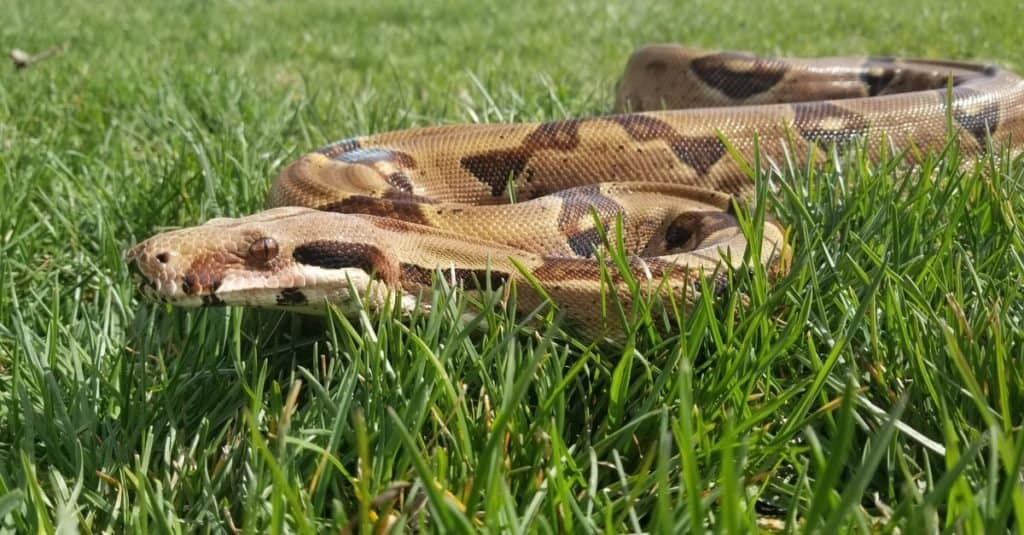 What Can 26,000 Snakes Teach Us About Climate Change? - Atlas Obscura