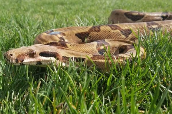 Boa constrictors have some sharp teeth which they use to latch onto their prey and hold tight while they wrap the rest of their body around their prey. 