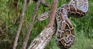 Here’s Why Burmese Pythons Were Able to Invade Florida  Picture