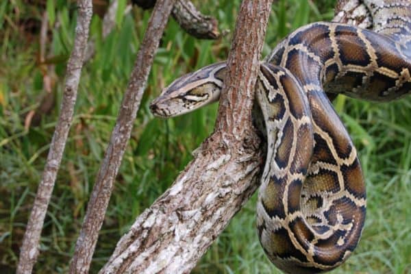 Burmese pythons are solitary animals and only really come together to mate in the spring.