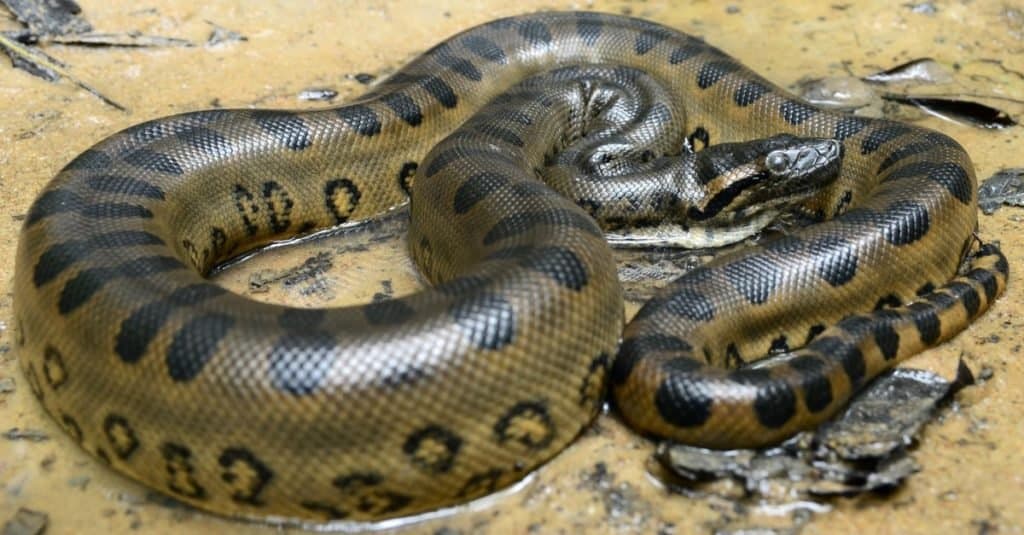 Largest Snake: Green Anaconda