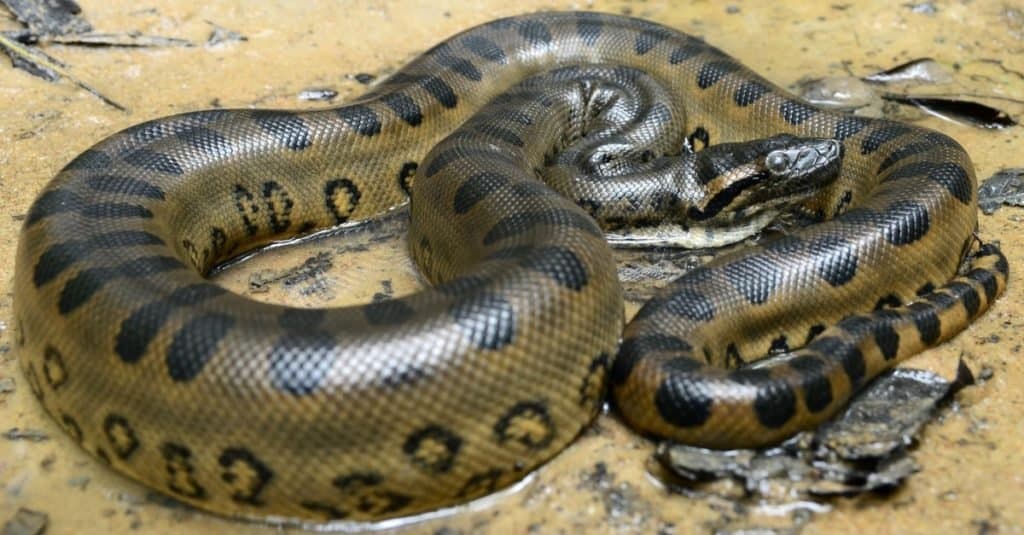 The green anaconda is an Amazon River danger.