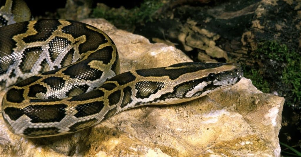 Largest Snake: Indian Python