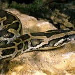 Main threats to Indian pythons include habitat loss, collection for the pet trade and hunting for their skin which is highly valued in the leather trade.