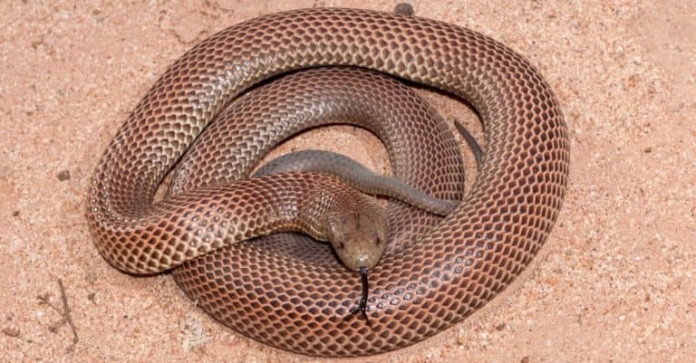 Biggest Snakes: The King Brown Snake
