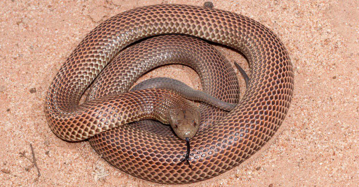 eastern brown snake fangs