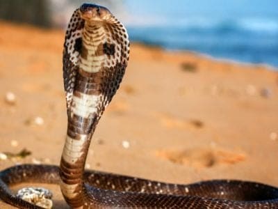 A King Cobra vs Mongoose: Who Would Win in a Fight?