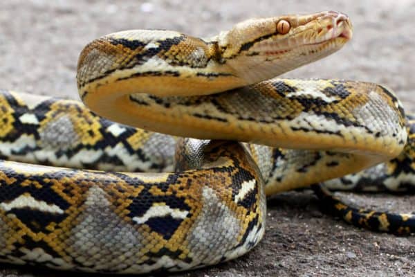 The Reticulated Python is one of the snakes very popular with expert reptile keepers.