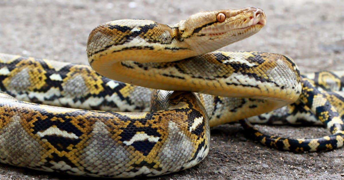 Reticulated python Pictures - AZ Animals