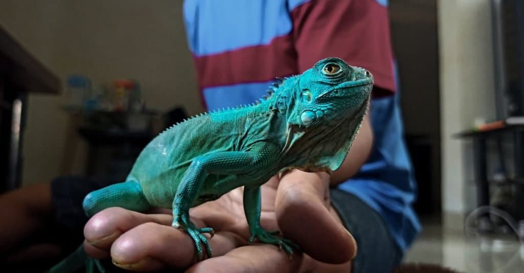 A baby exotic blue iguana in a person's hand.