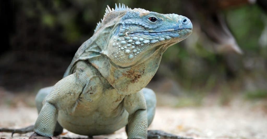 Rare Blue Iguana, also known as Grand Cayman Iguana (Cyclura lewisi), in the wild on the island of Grand Cayman