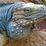 Grand Cayman Blue Iguana