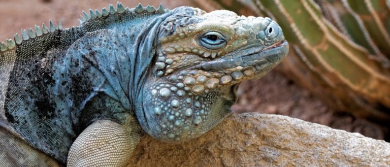 Grand Cayman Blue Iguana. Cyclura lewisi is an endangered species and is native to the Cayman islands