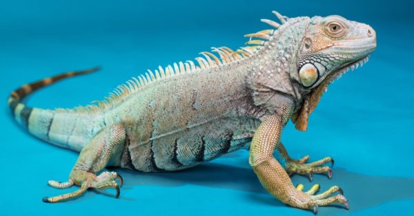 Blue Iguana Animal Facts - Cyclura lewisi - A-Z Animals