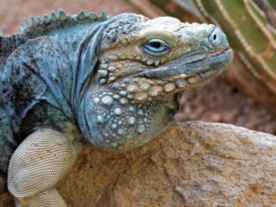 Blue Iguana Animal Facts | Cyclura lewisi | AZ Animals