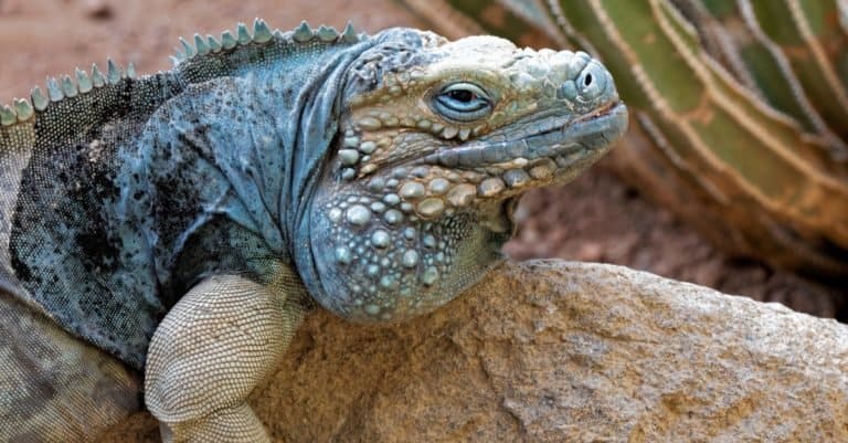 Grand Cayman Blue Iguana. Cyclura lewisi is an endangered species and is native to the Cayman islands.