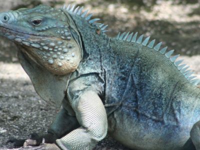 Blue Iguana Animal Facts | Cyclura lewisi | AZ Animals