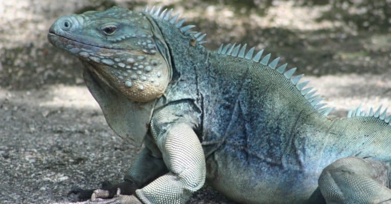 Rare Blue Iguana, also known as Grand Cayman Iguana (Cyclura lewisi), in the wild on the island of Grand Cayman
