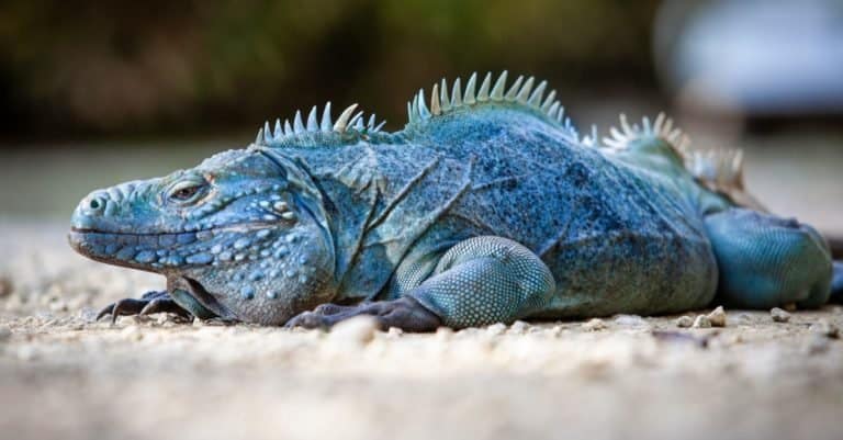 Extremely Rare Blue Iguana (Cyclura lewisi) is protected in the Queen Elizabeth II Botanic Park, where you can find the real natural habitat of this surprising creature.