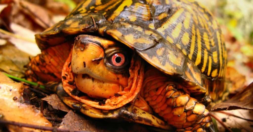 Close-up of Box Turtle