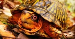 Box Turtle vs Snapping Turtle: What Are The Differences? photo
