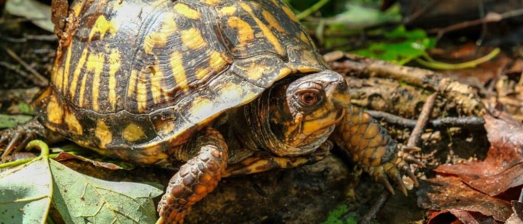 An eastern box turtle munches on a muscadine grape on the forest floor at Yates Mill County Park in Raleigh North Carolina.