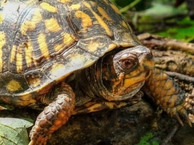 A Male vs Female Eastern Box Turtle