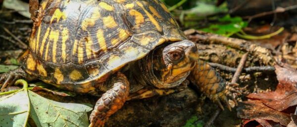 Male Vs Female Eastern Box Turtle - A-z Animals