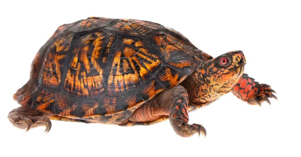 Male Eastern Box Turtle - United States North America Land Turtle, isolated on white background.