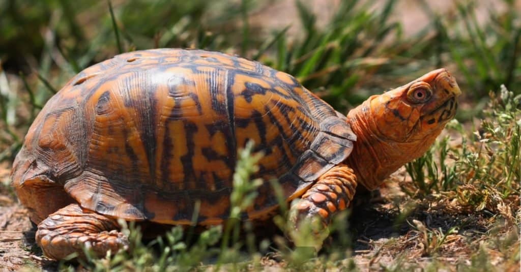 turtle eating flower