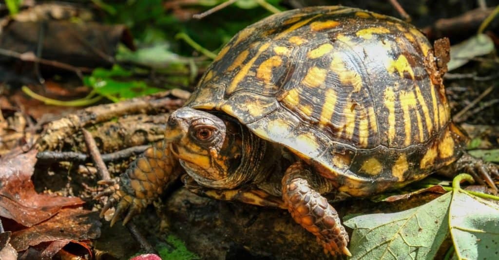 Box Turtle sitting on leaves.