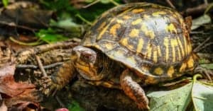 What Do Eastern Box Turtles Eat? - A-Z Animals