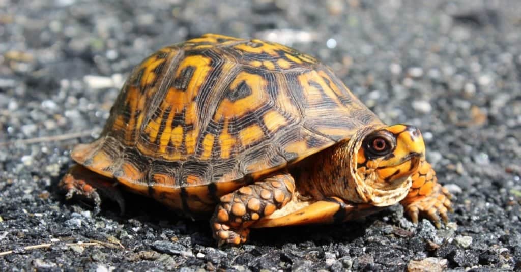 female eastern box turtle