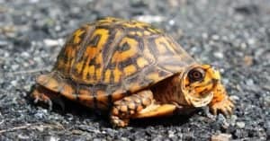 What Do Eastern Box Turtles Eat? - A-Z Animals