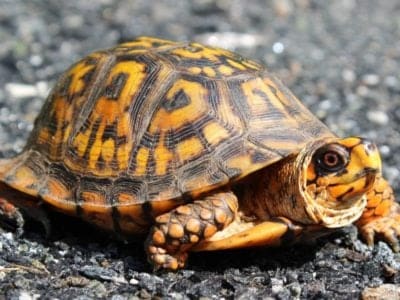 Box Turtle Animal Facts | Terrapene carolina | AZ Animals