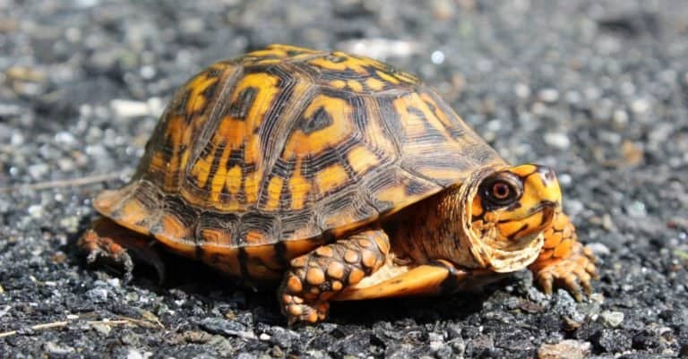 Box Turtle crossing the road.