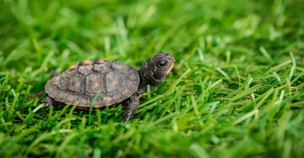 Petite tortue-boîte rampant sur l'herbe.
