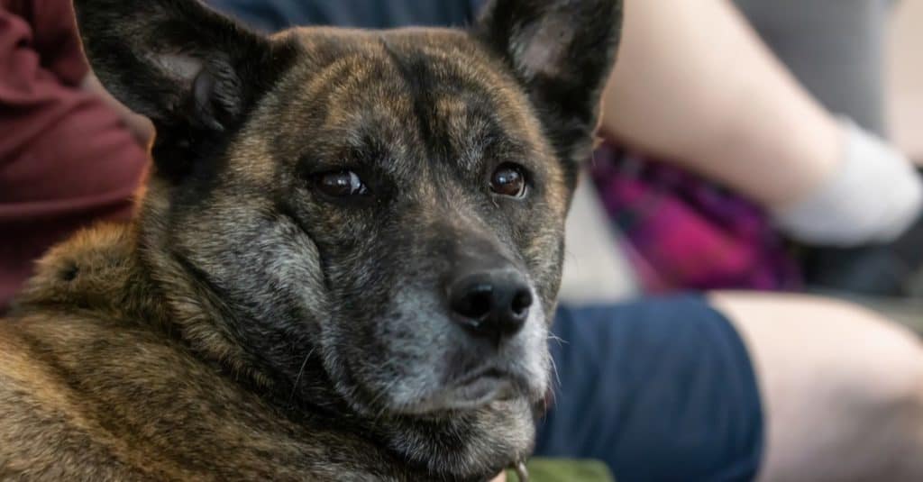 Adult Boxsky (boxer husky mix) resting on a couch