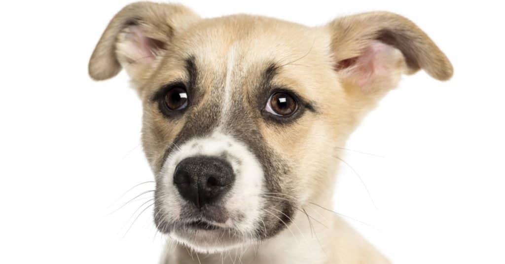 Close-up of a Husky Boxer Mixed-breed puppy, 3 months old, isolated on white