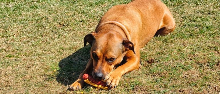 Boxweiler, Rottweiler and Boxer mixed-breed dog eating corn.