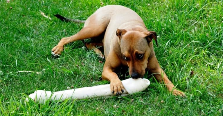 Boxweiler, Rottweiler and Boxer mixed-breed dog playing with Rawhide Bone