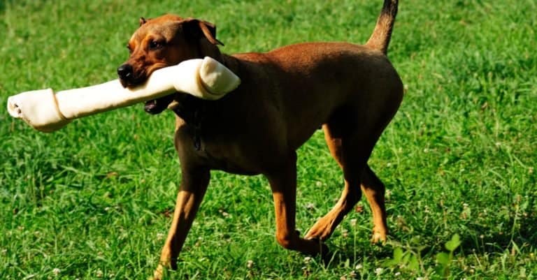 Boxweiler, Rottweiler and Boxer mixed-breed dog playing with rawhide bone.
