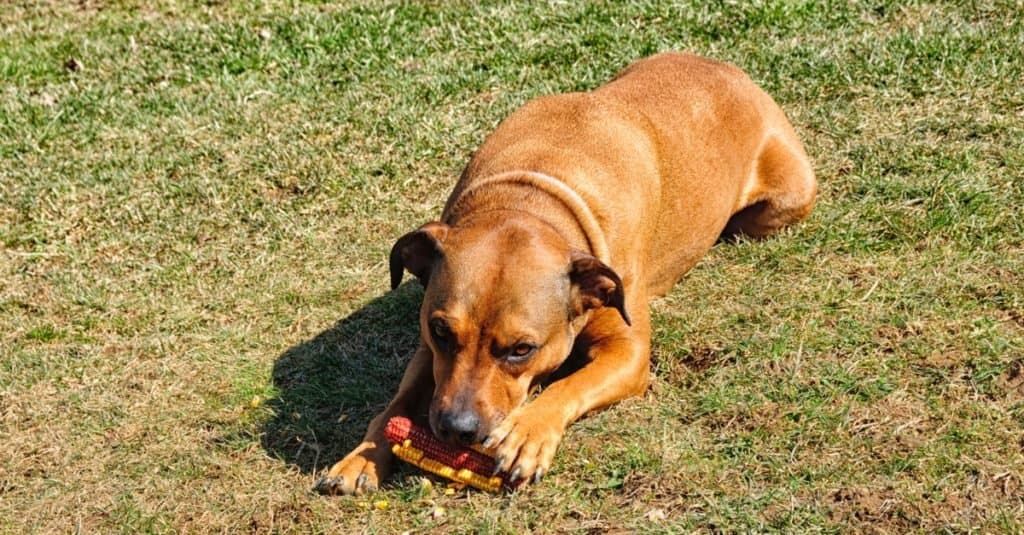 Boxweiler, Rottweiler and Boxer mixed-breed dog eating corn