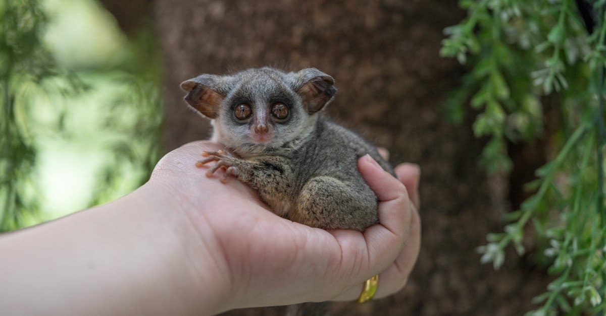 Bush baby also called galagos, are small, saucer-eyed primates that spend most of their lives in trees. At least 20 species of galago are known.