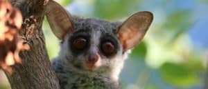 Bush baby in a tree