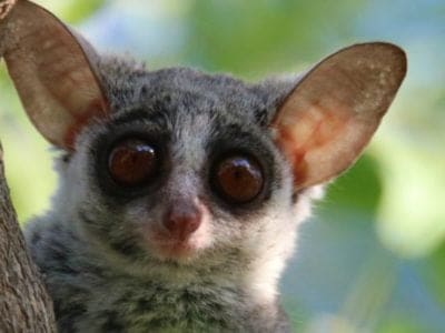 A Bush Baby