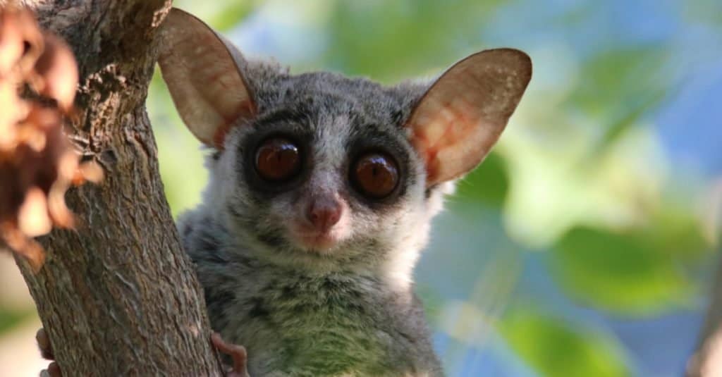 Close-up of a bush baby in a tree