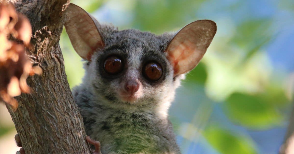 bush baby teddy