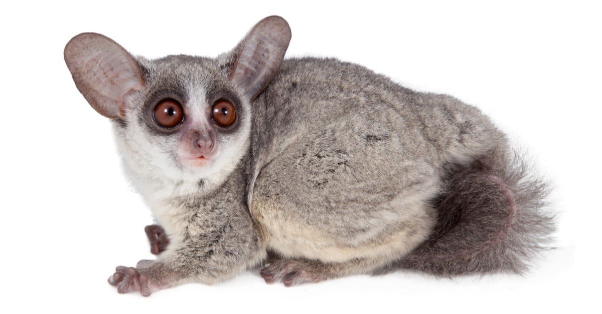 The Senegal bush baby, Galago senegalensis, isolated on white background