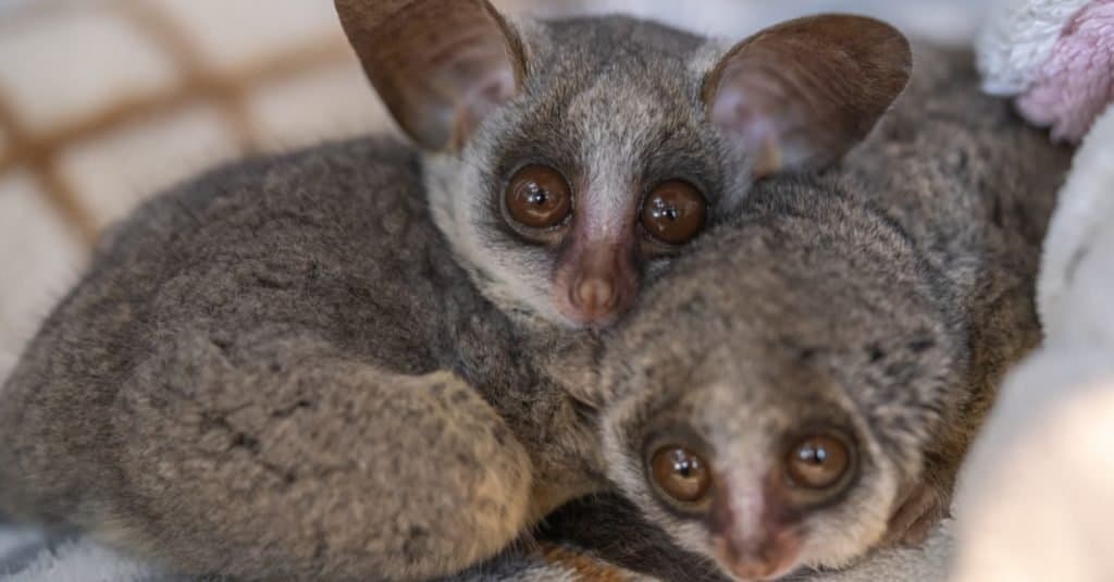 Bush baby is an exotic pet. They are very cute.